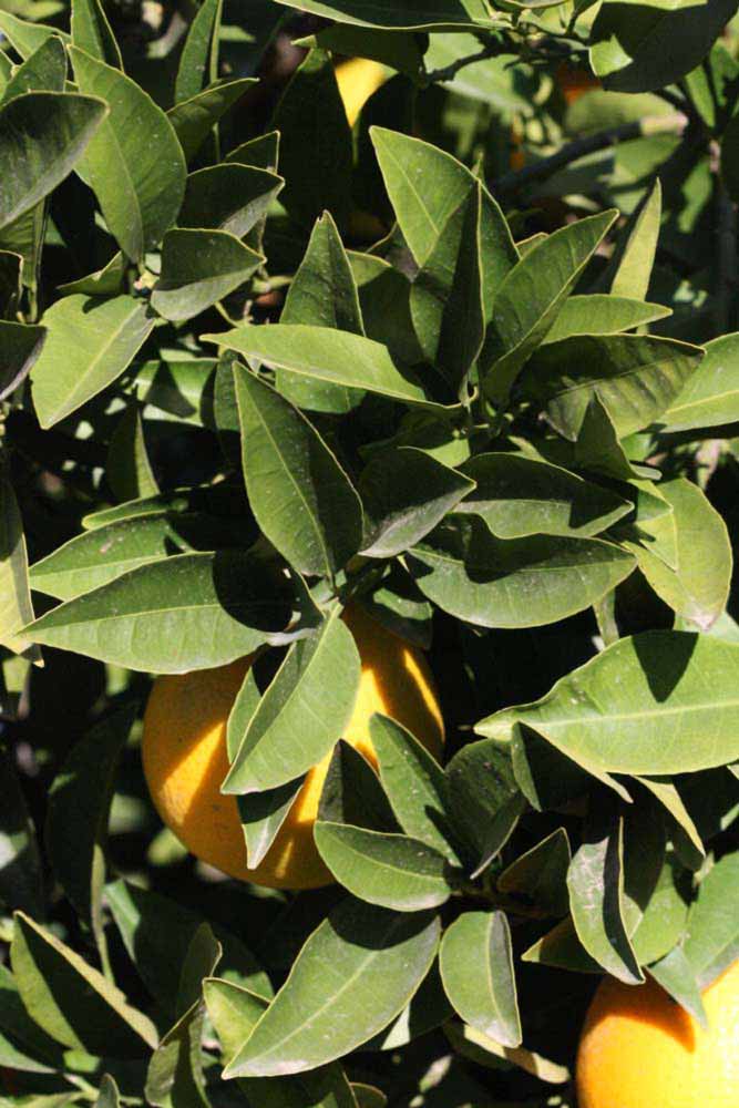            Sun leaves (Riverside, CA)   